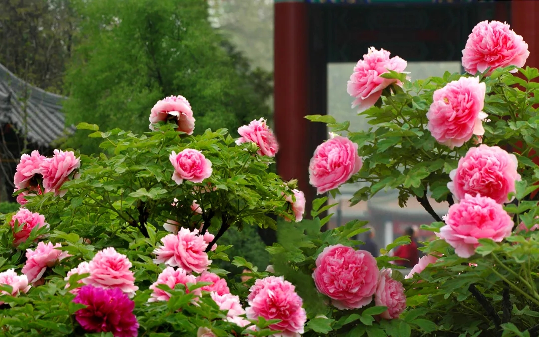 1587953441494409.jpg 640.webp (1).jpg