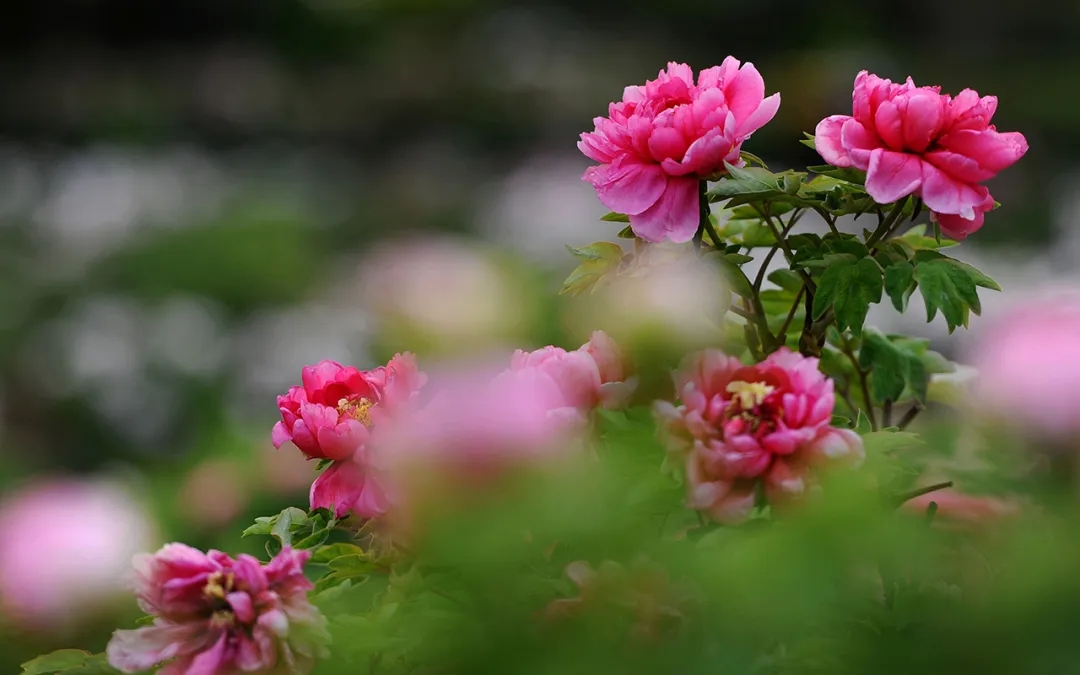 1587953452412420.jpg 640.webp (2).jpg